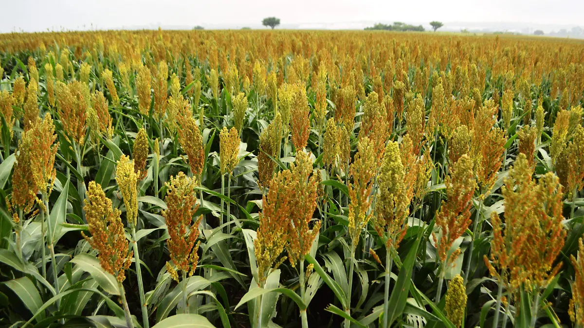 campo