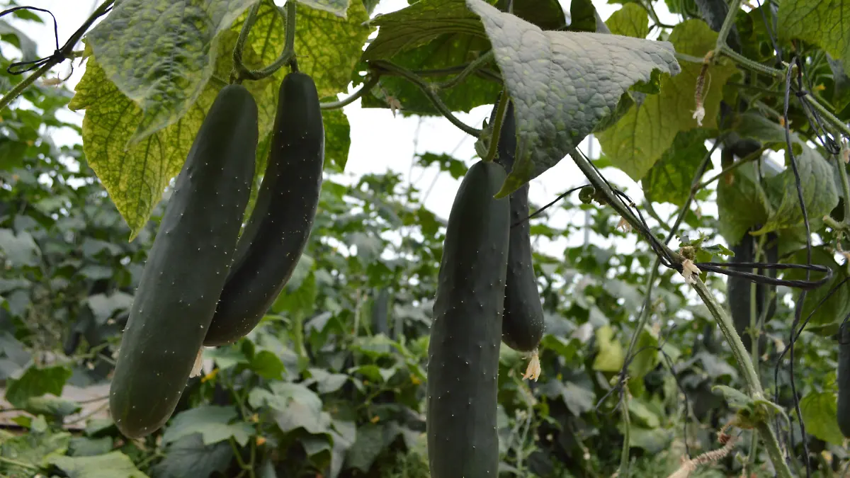 pepinos-gude-servín