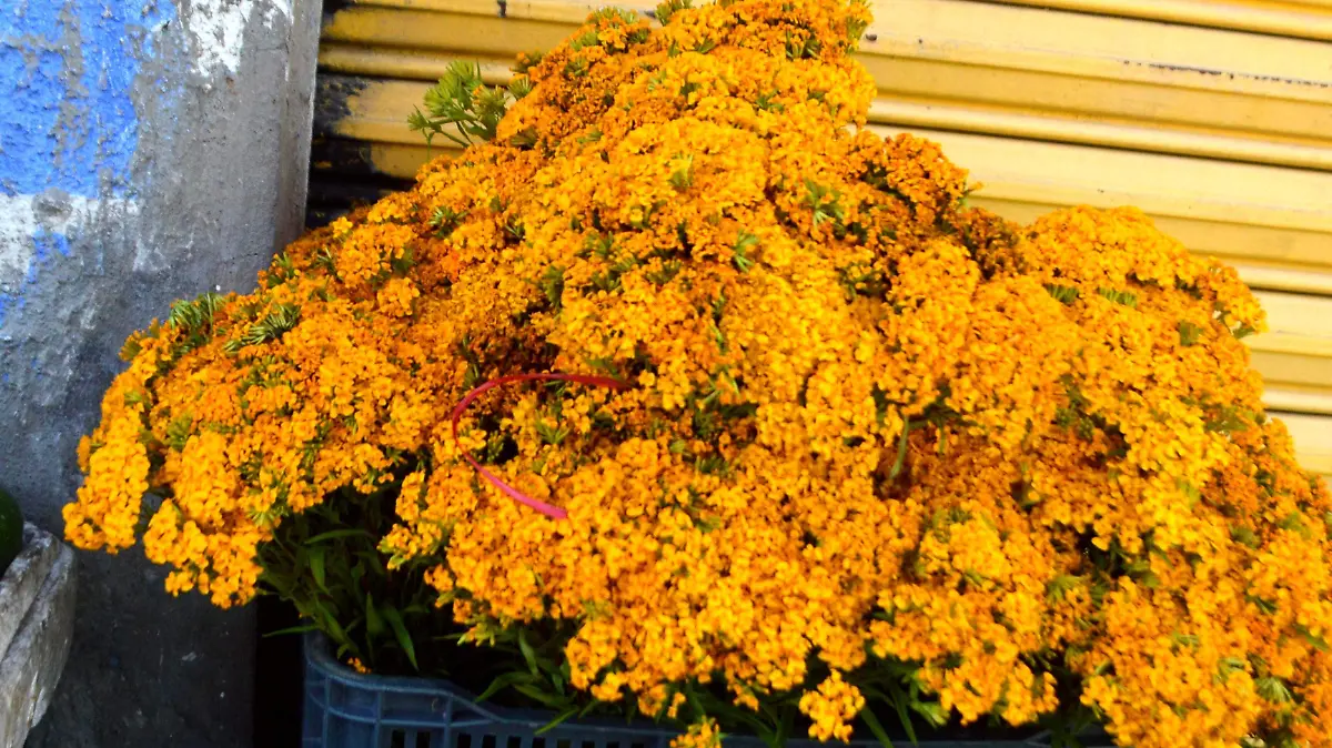 pericón-funciona-analgésico-2