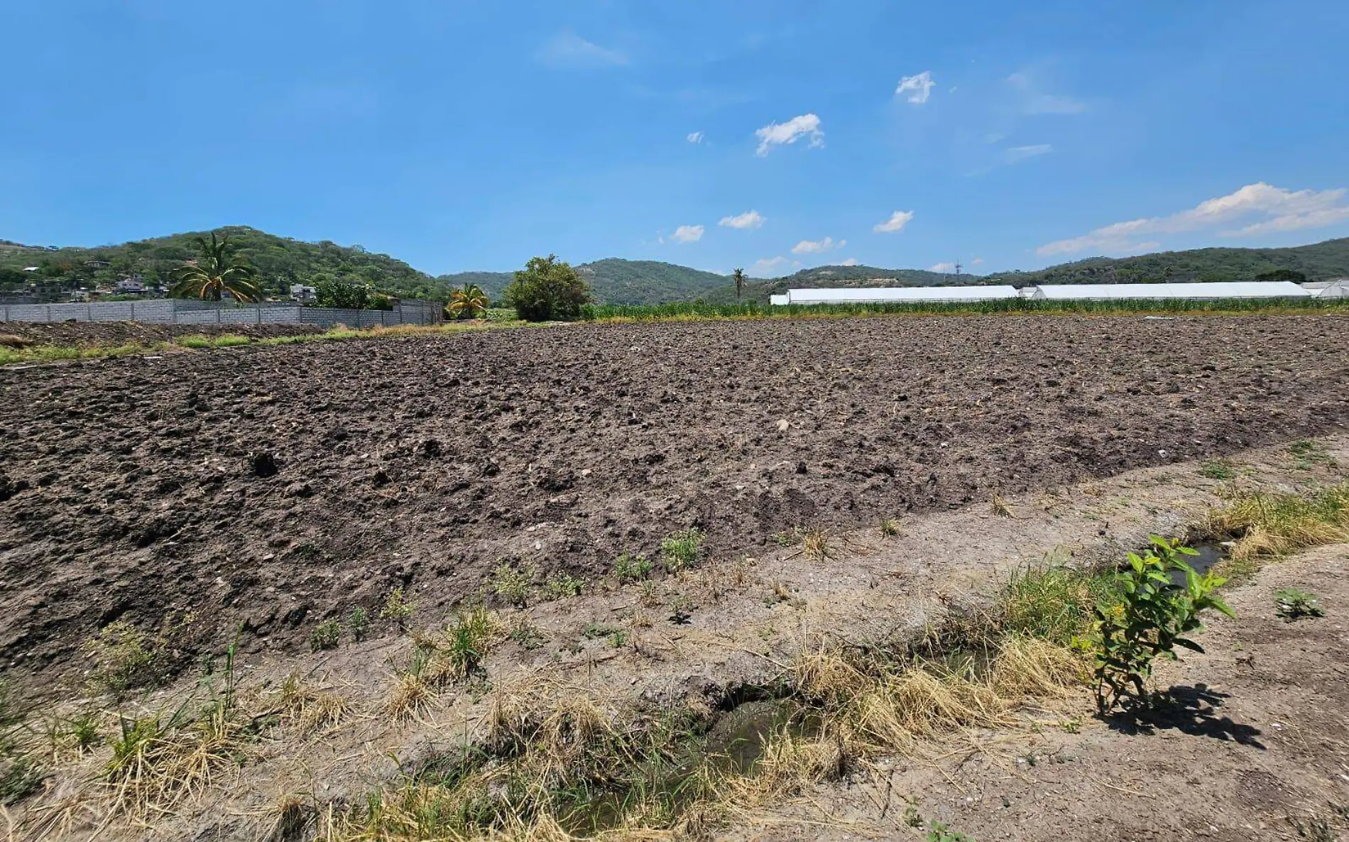 cultivos-chinameca-archivo