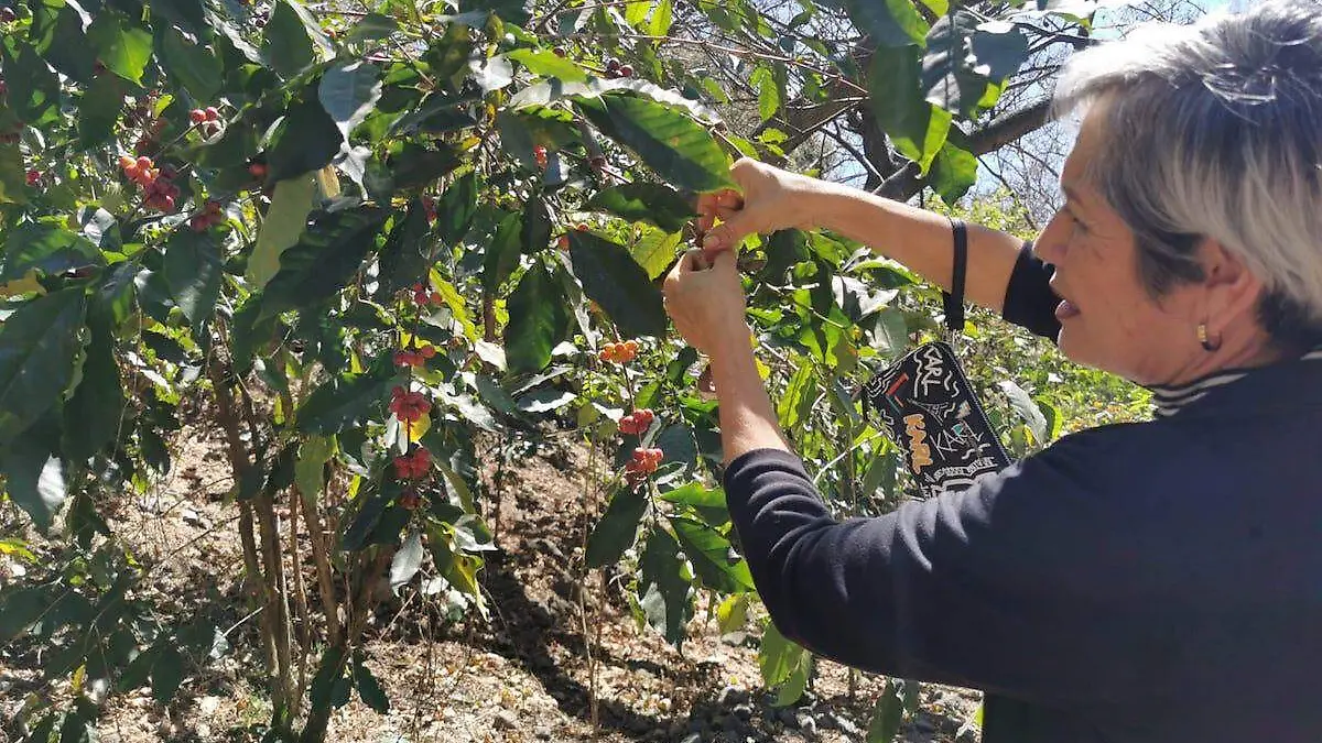 cafe-organico-zacualpan-2