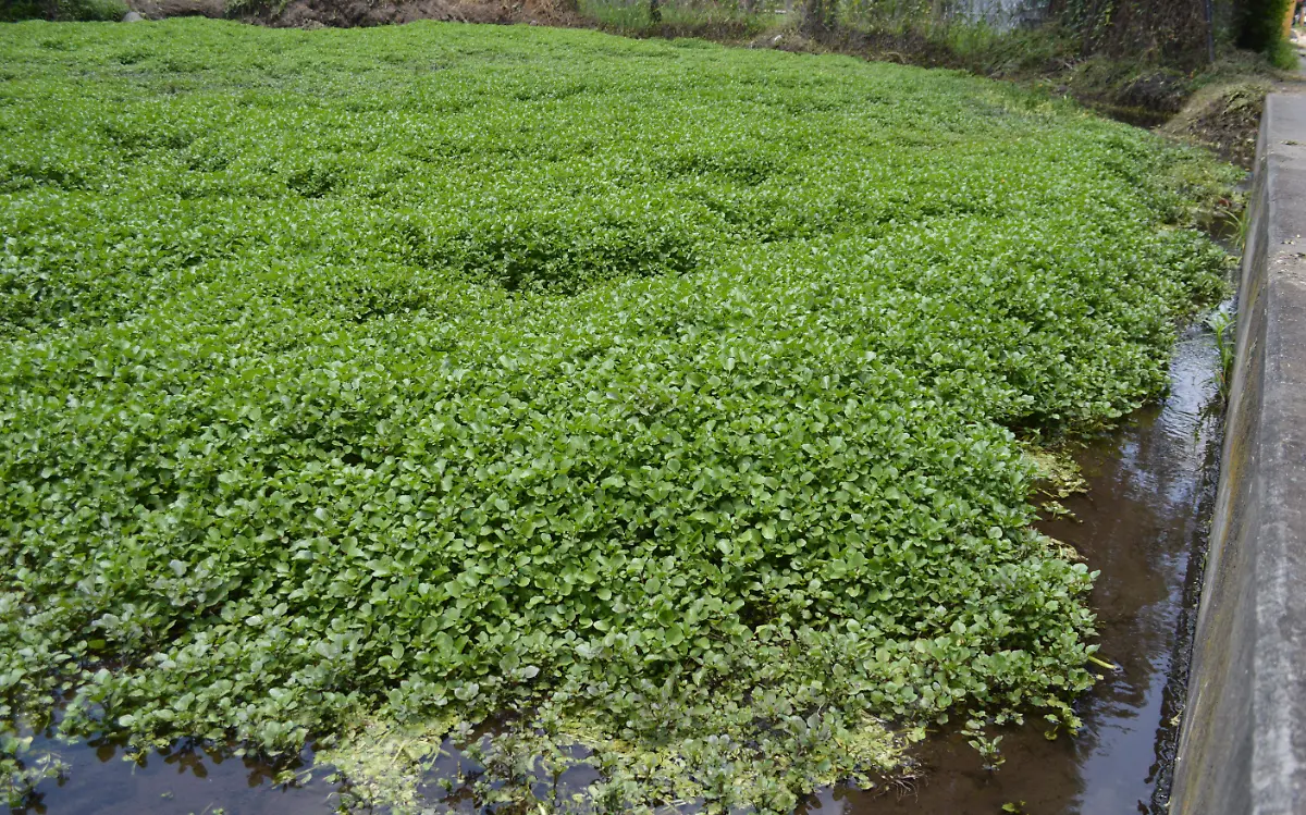 areas-naturales-cuautla-gude