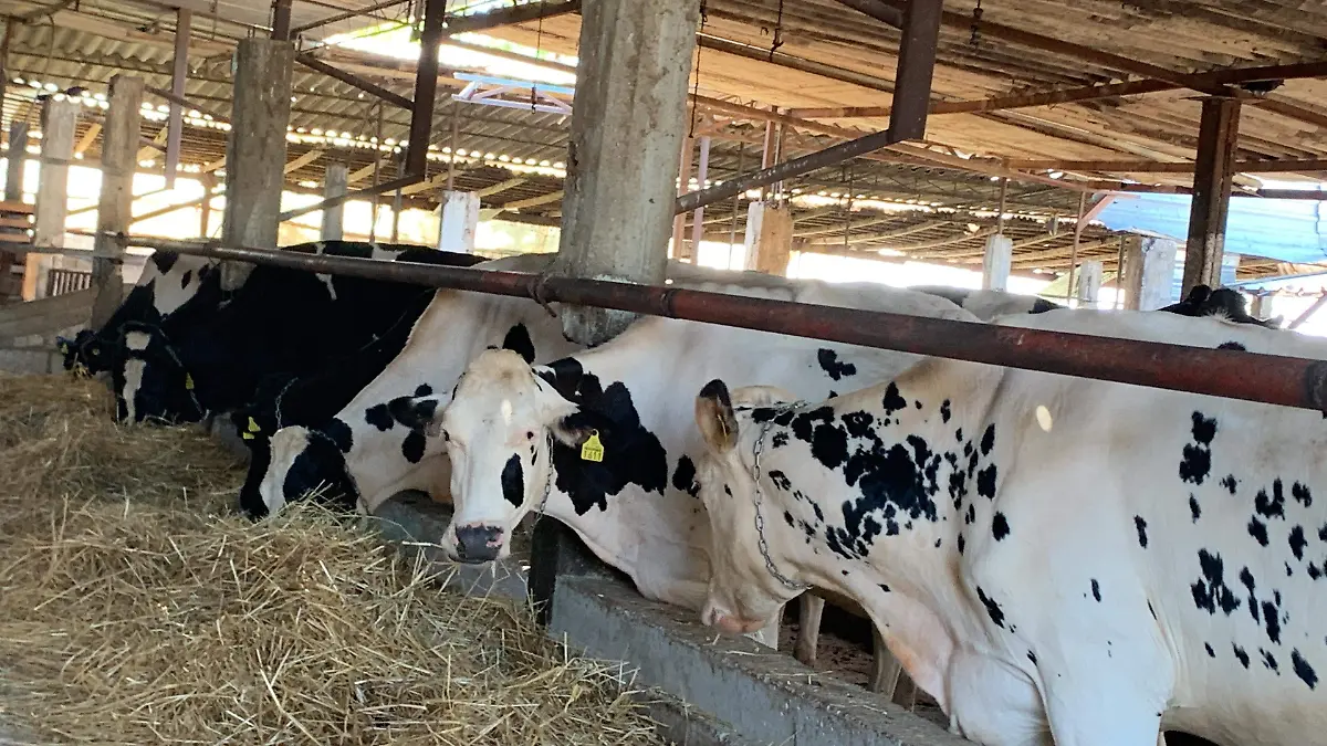 lacteos-ganaderia-vacas-leche-ofelia