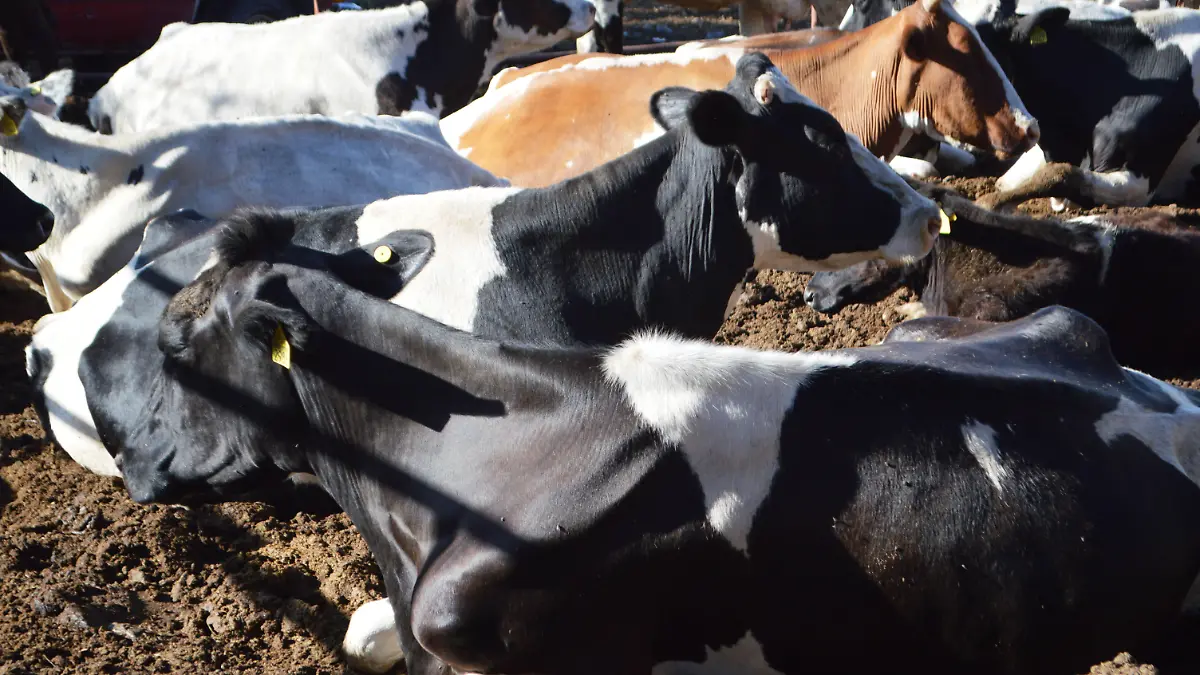 ROSAURA NOTA 2 (GUDE) (2)