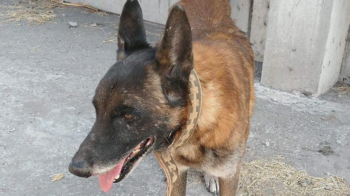 perritos-extraviados-24-diciembre-AMP