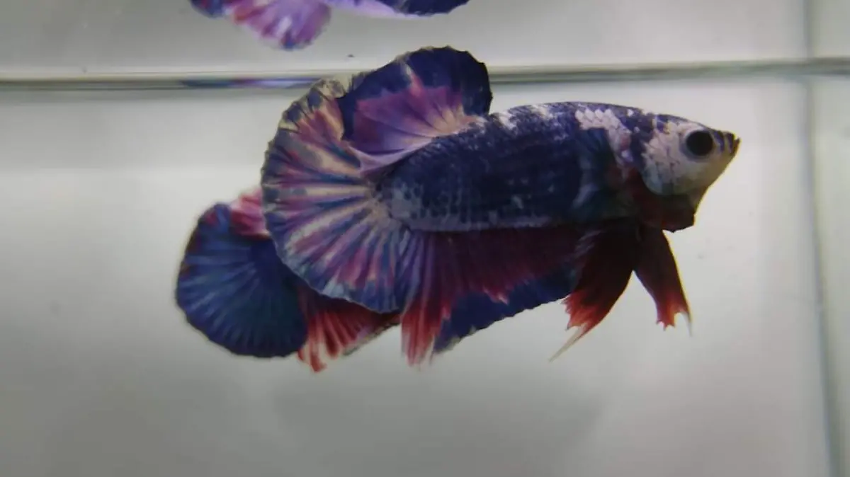 peces-ornato-cortesía (2)