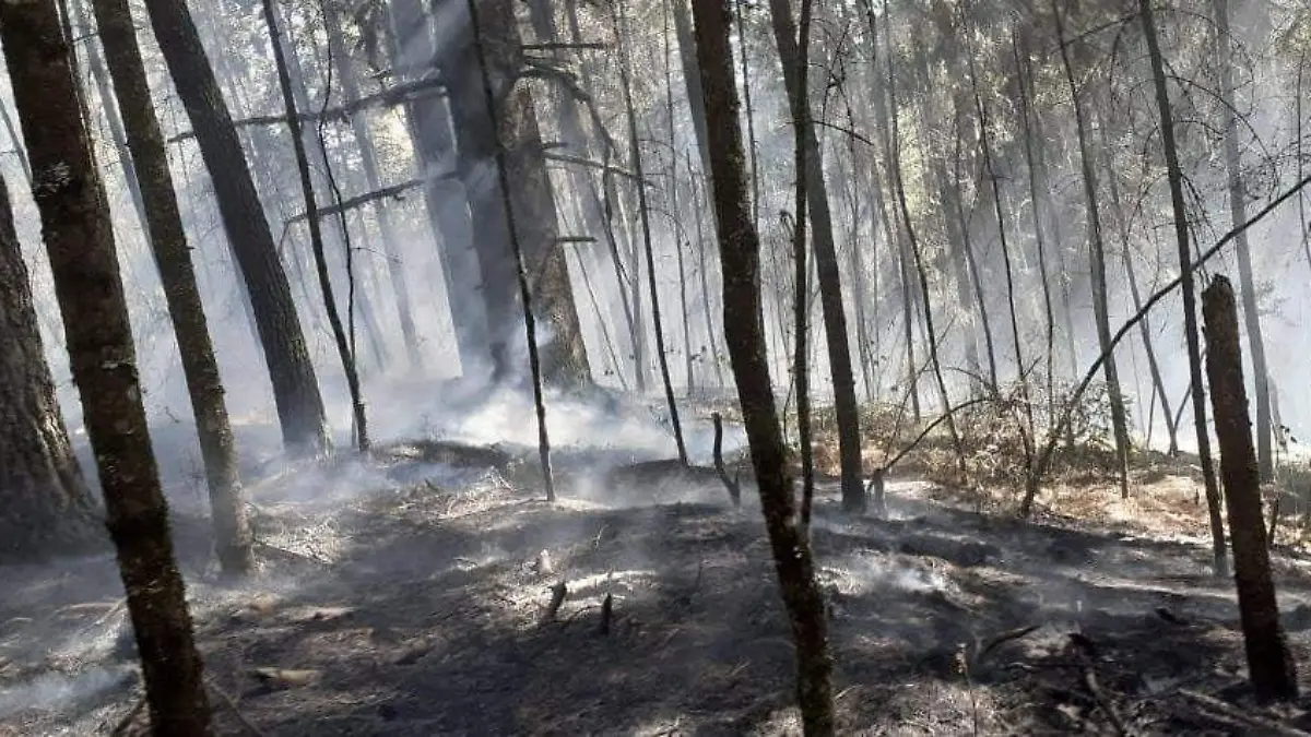 WhatsApp Image 2020-03-28 at 3.47.05 PM(1)