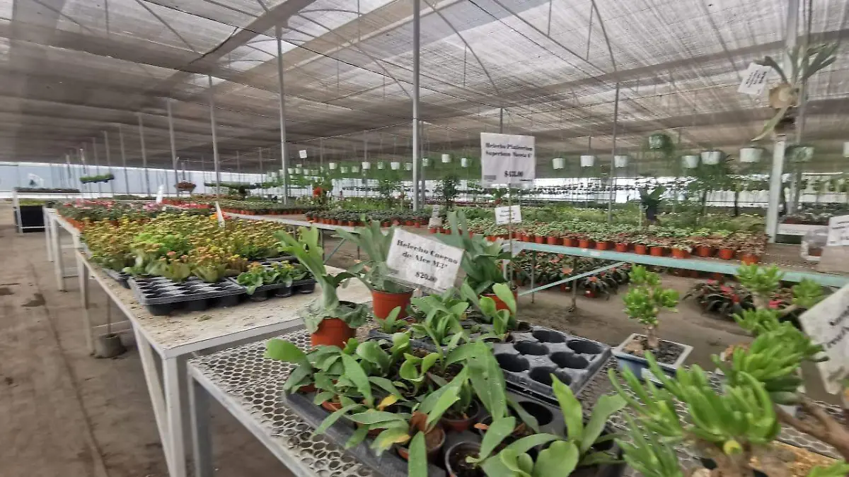 Viverismo-jovenes-morelos