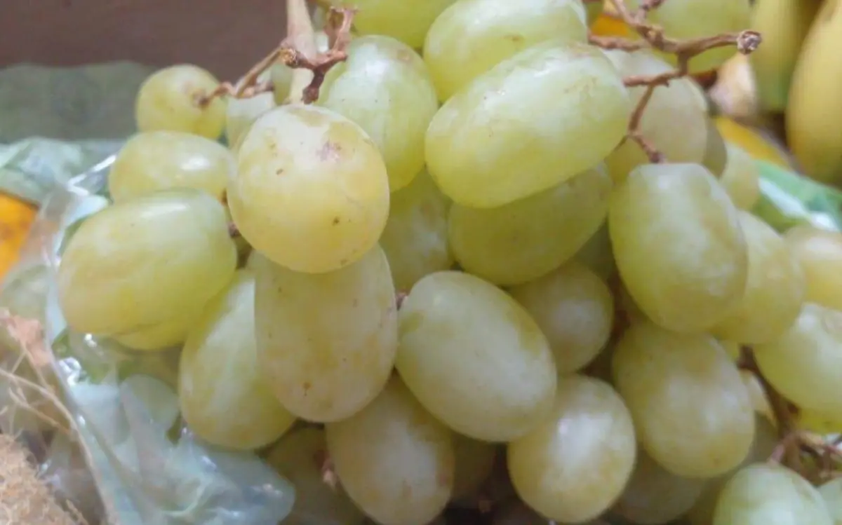 uvas-rosaura
