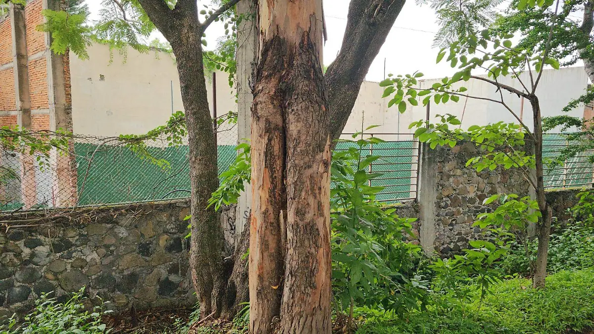 eucaliptos-corteza-árboles-cuautla-