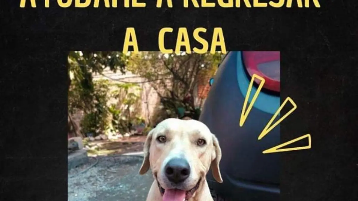 mascotas-rescatadas-cortesia (2)