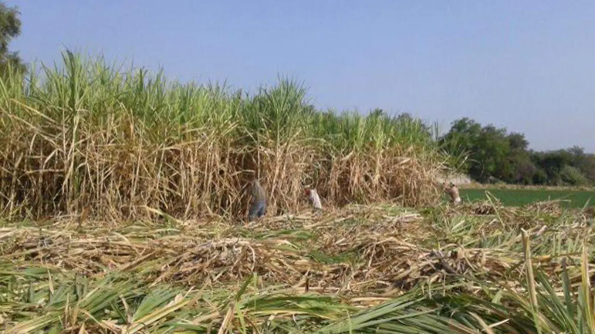 Zafra del ingenio Emiliano Zapata