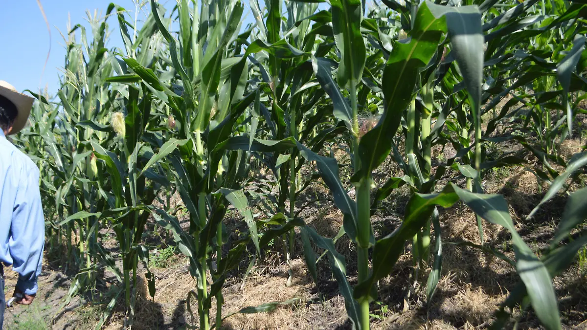 campesinos-ejidatarios-oriente-gudelia