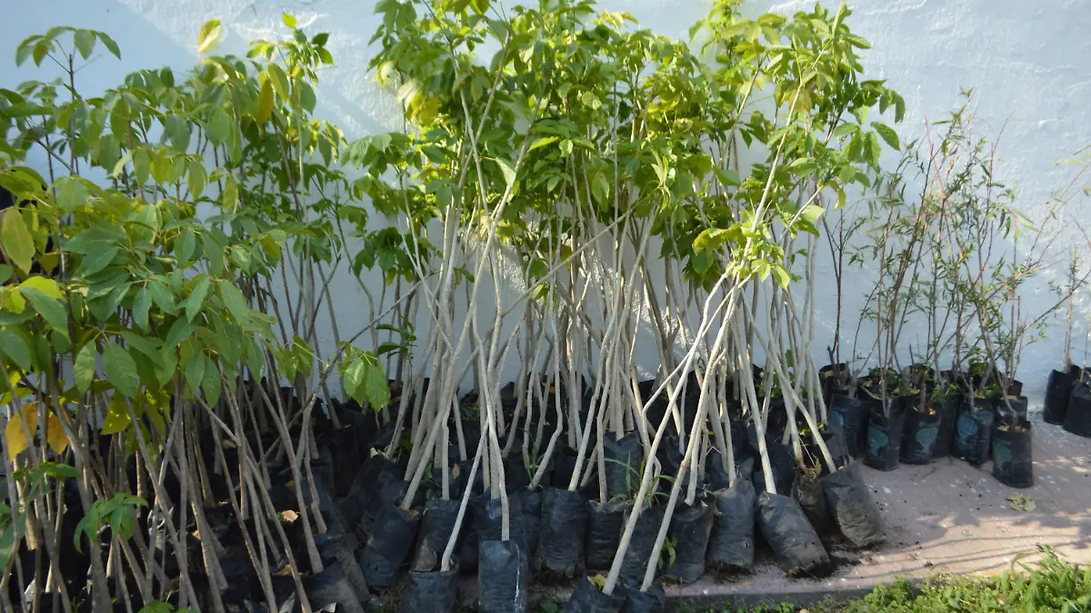 DULCE NOTA 3 (GUDE) (2)