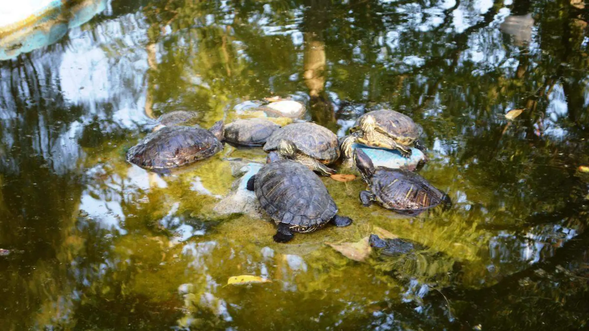 tortugario-parque-zapata-cuautla