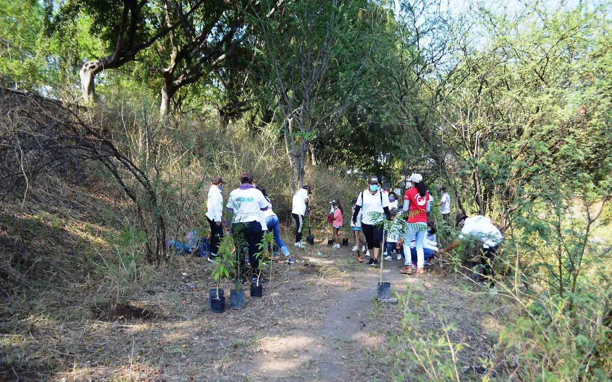 reforestación-cuautla-gude