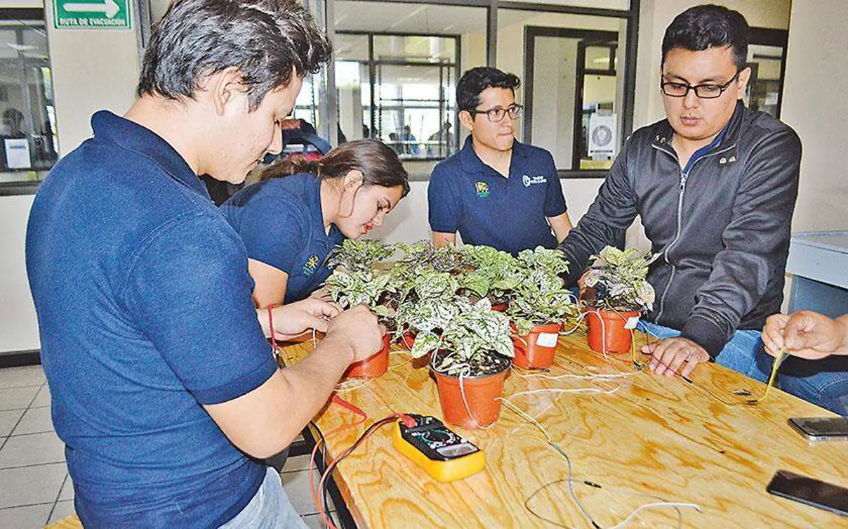 Este sistema podría llegar a ser de mucha utilidad en las grandes ciudades, cuyas áreas verdes se reducen cada vez más.
