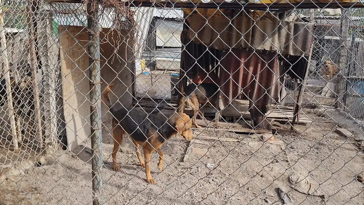 refugio-perros-emmanuel (1)