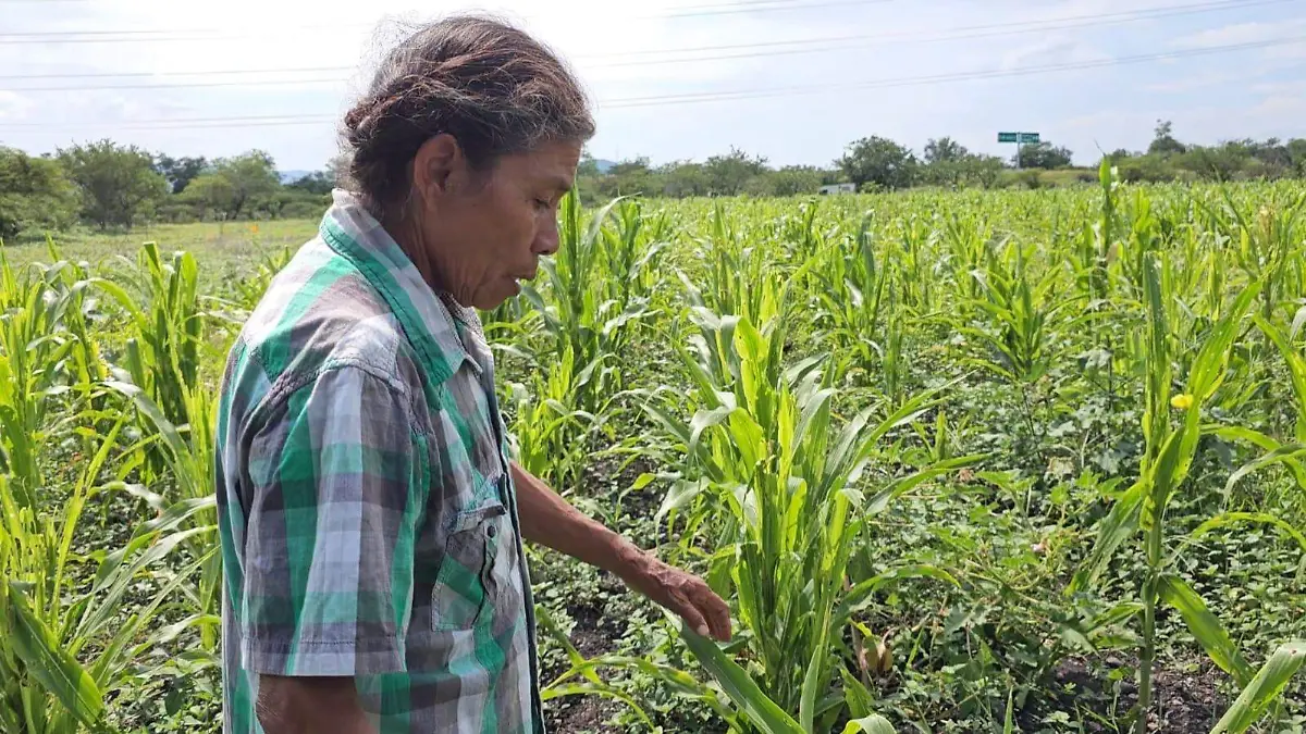 sembrando-vida-programa-morelos-