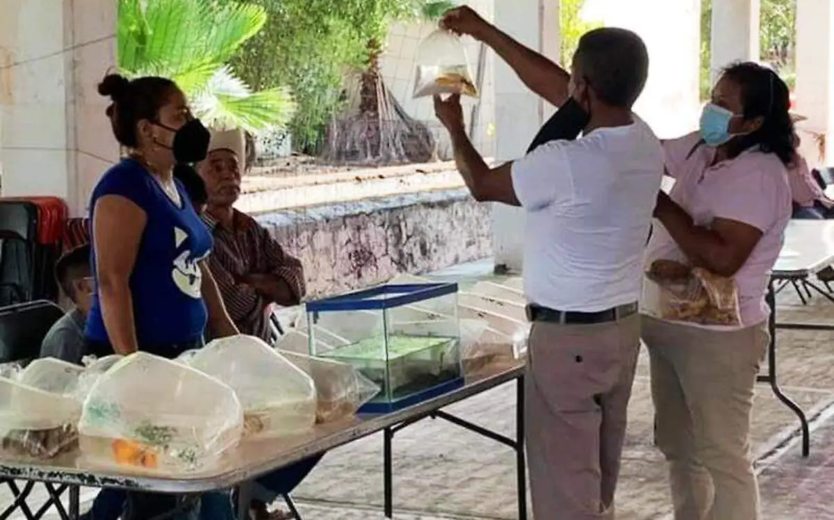 acuicultura-peces-ornato