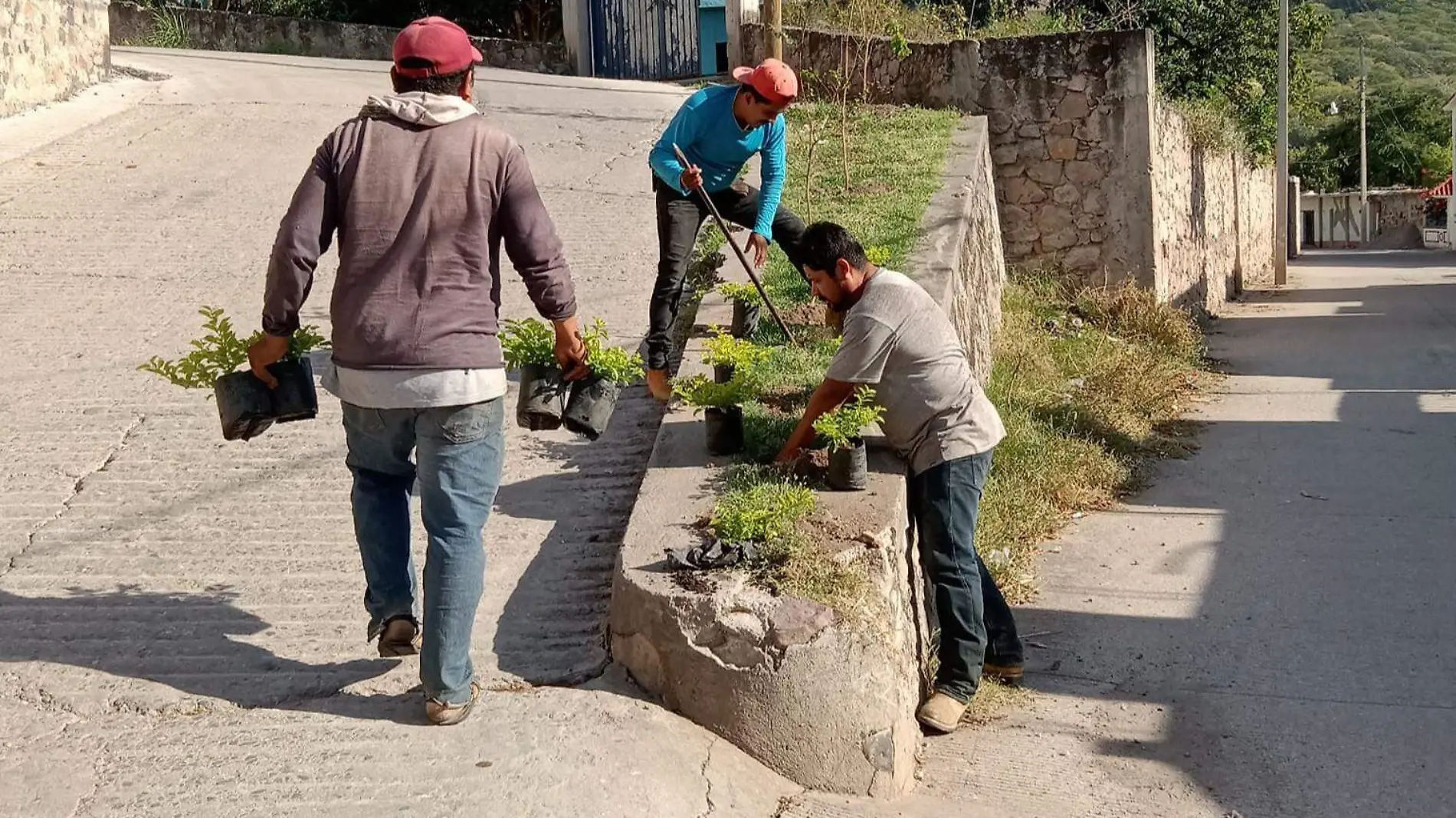 Chinamecareforestación-ayala