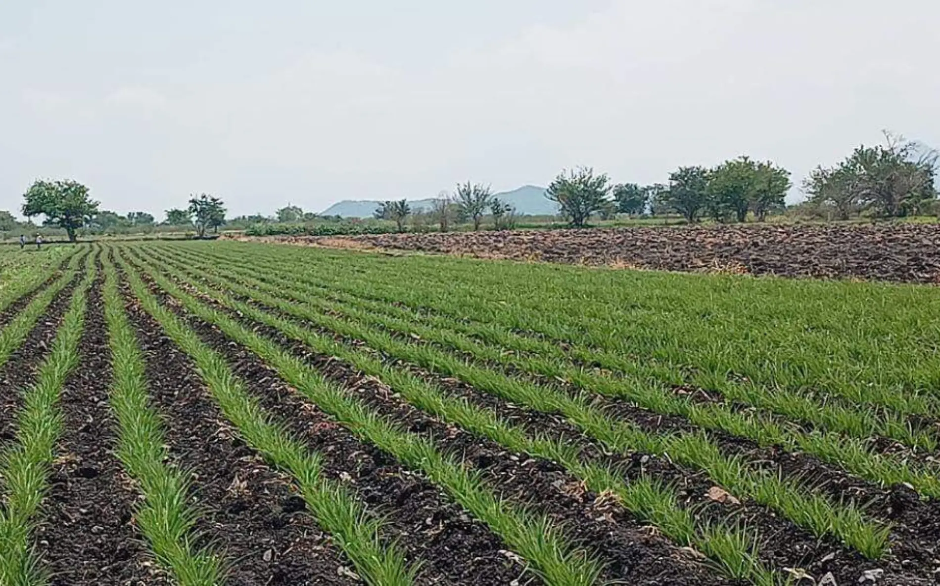 campos-siembras-oriente-morelos-foto-ofelia-espinoza