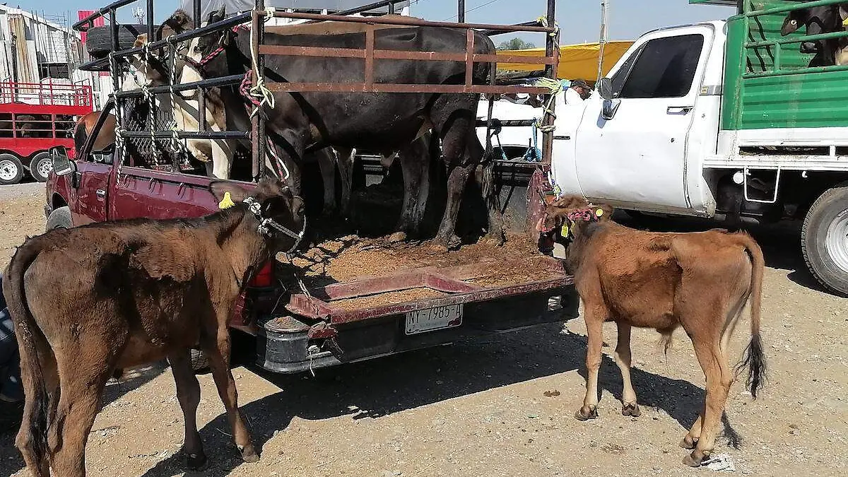 venta-ganado-avicultores-zona-oriente-morelos-gude-servin