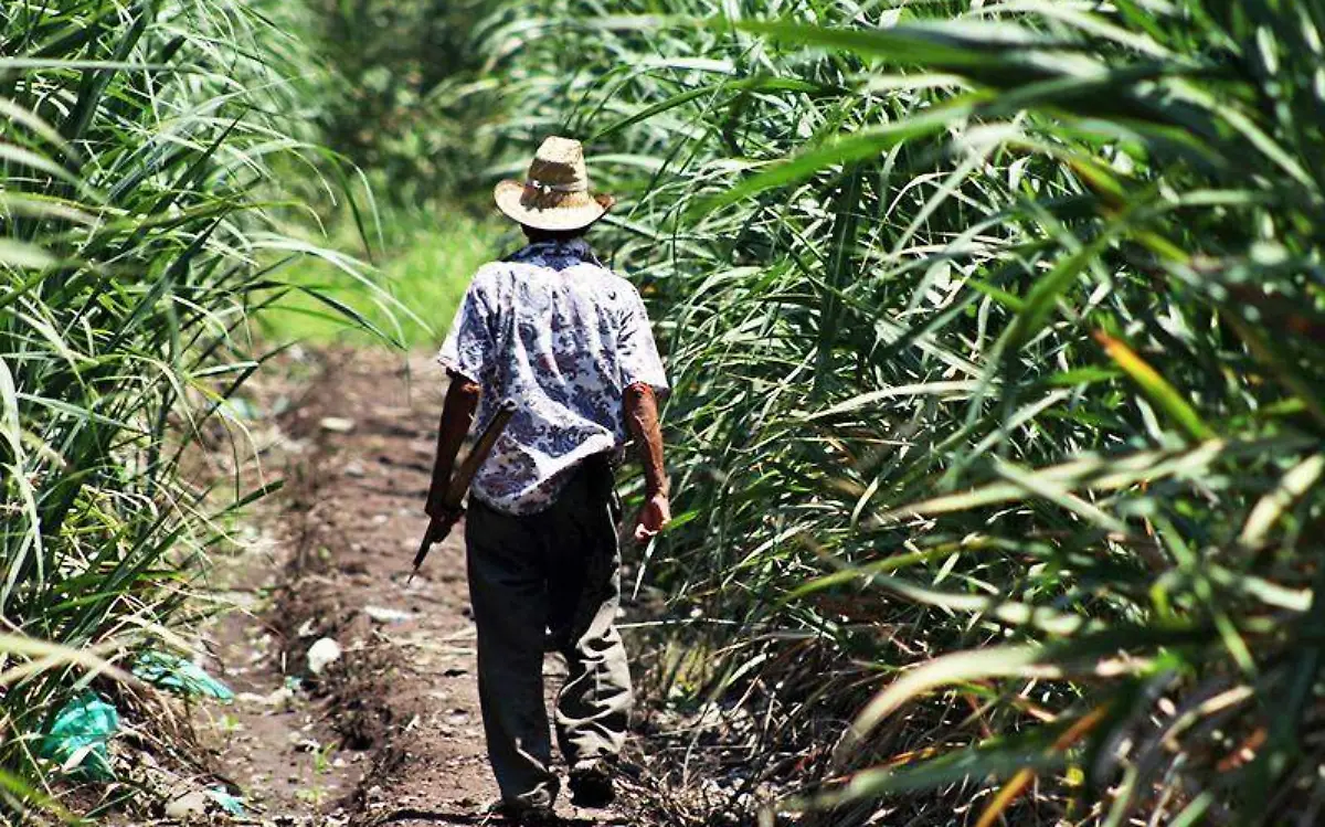 campos-cosechas-morelos