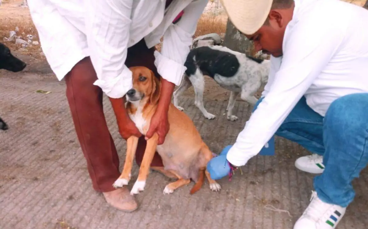 cuidado-salud-perros-callejeros-1