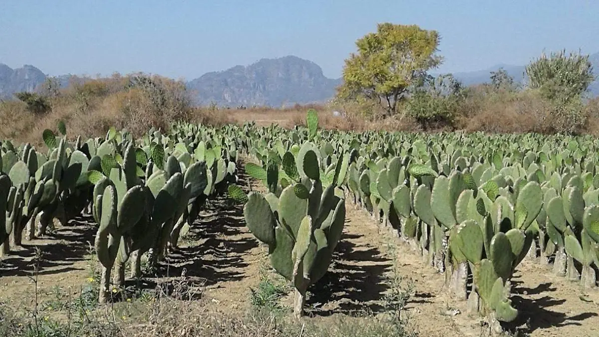 nopal-tlayacapan