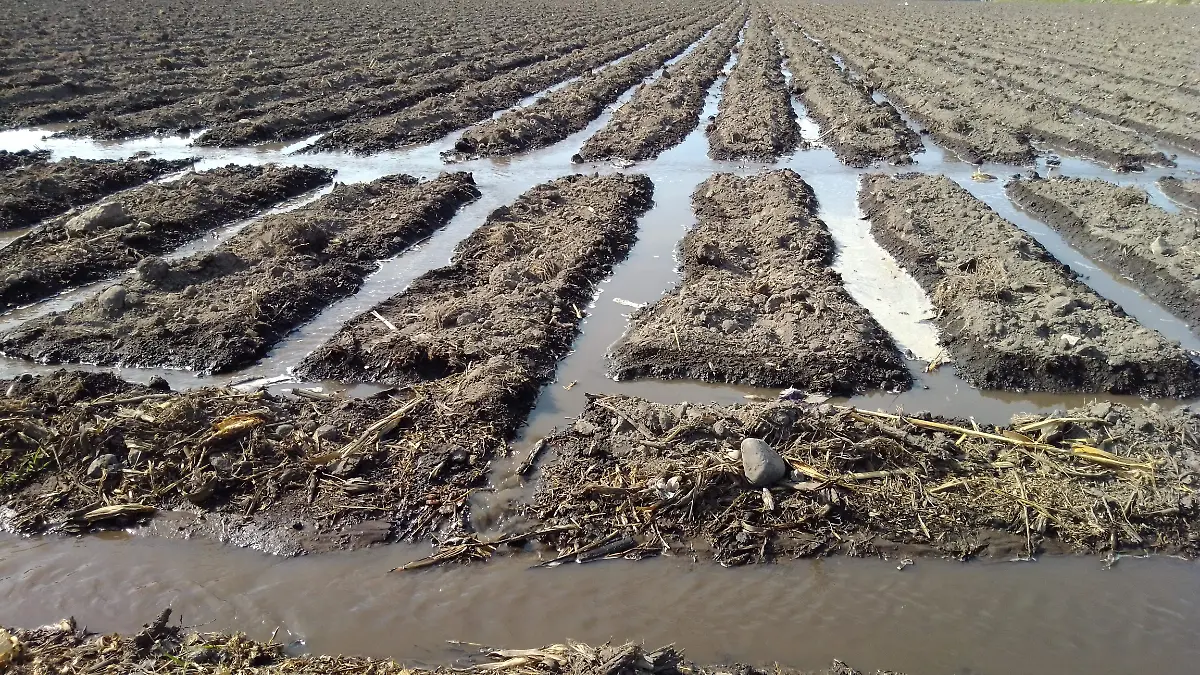 campo