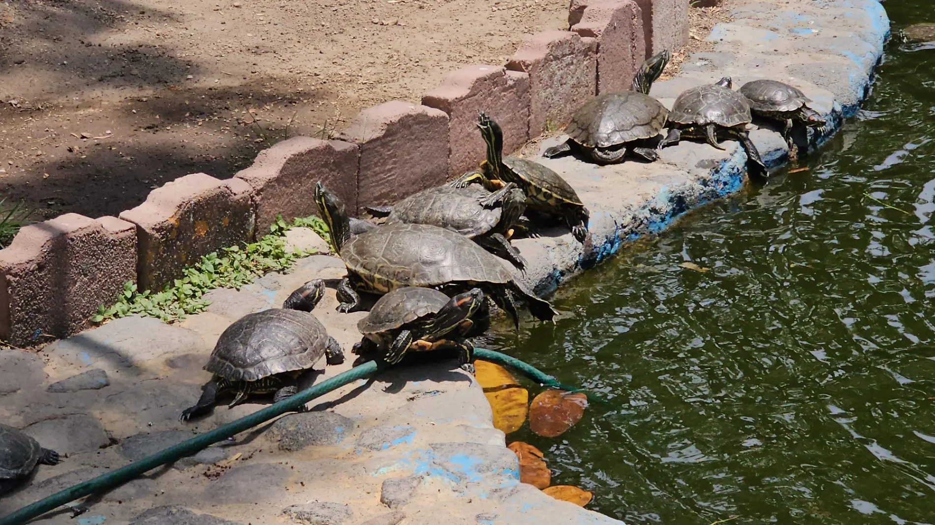 tortugas-casquito-emmanuel