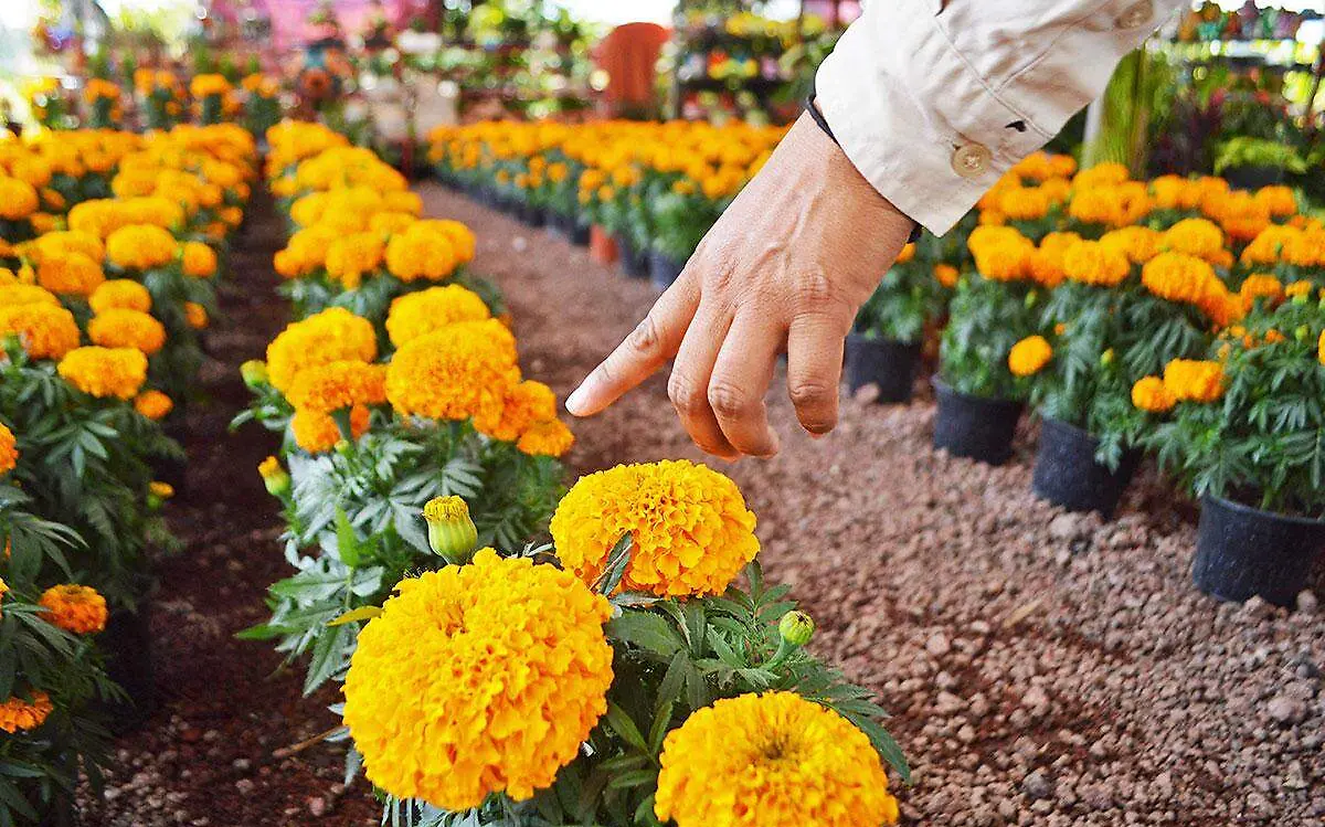 venta-flor-cempasuhil-viveros-cuautla-1