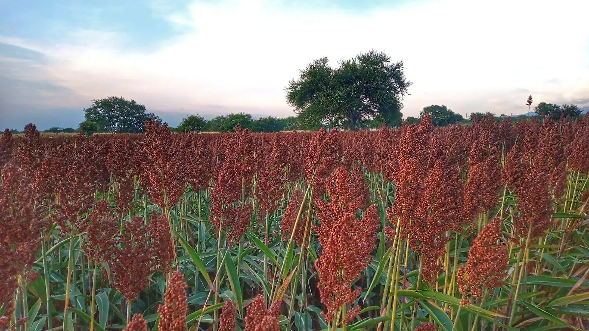 sorgo-grano-basico
