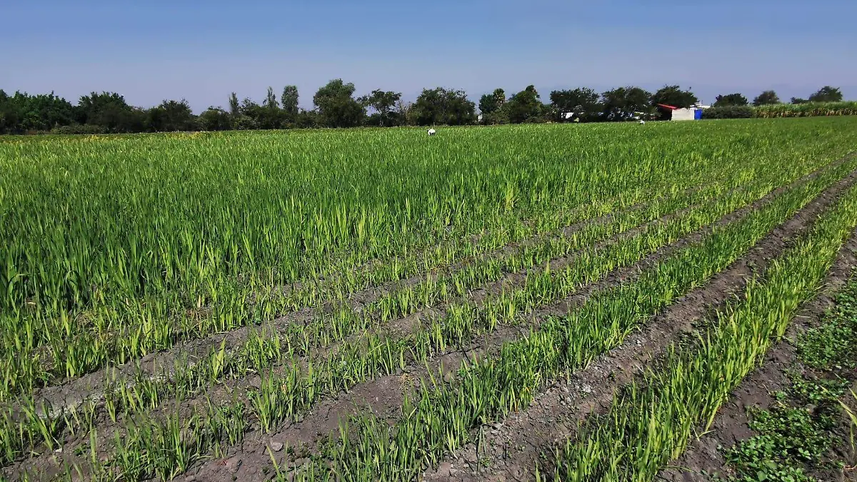 agroquímicos-campo (3)