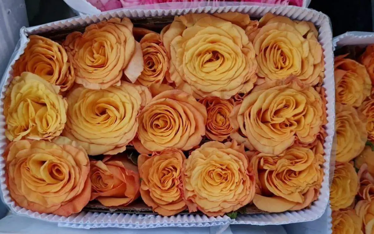 plaza-de-las-flores-2