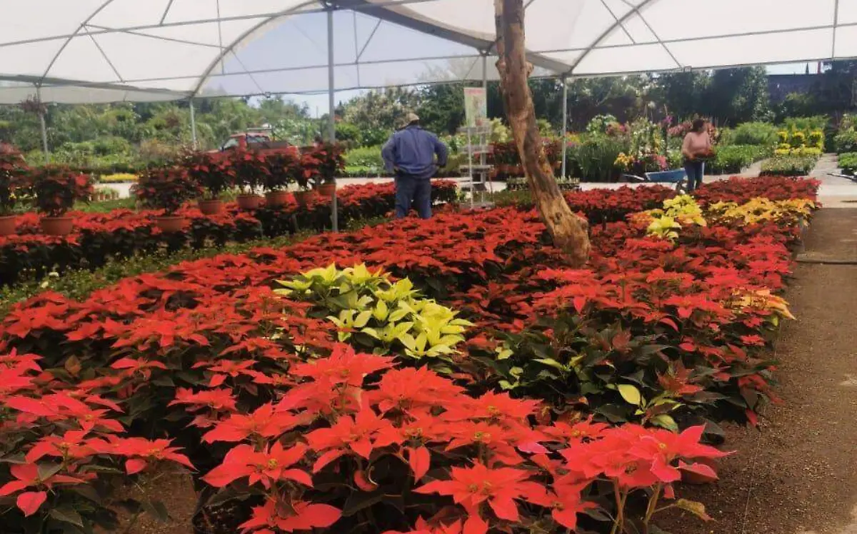 Vivero3