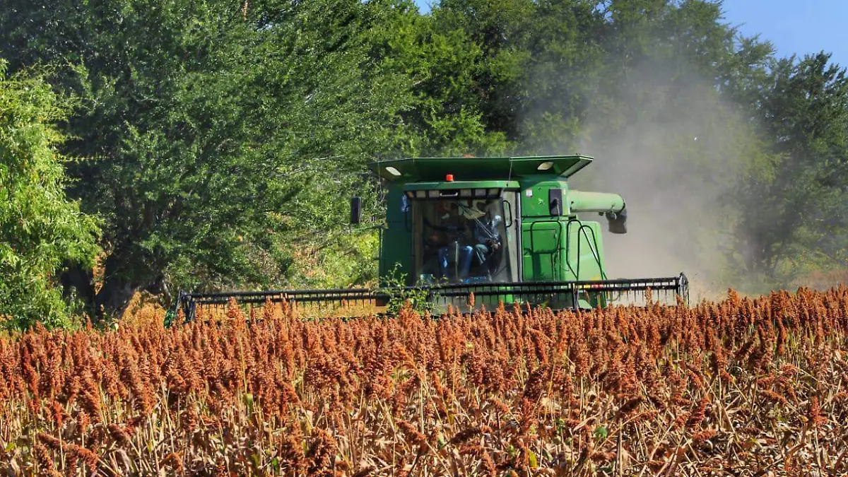 campo-morelos-cuautla-rosaura