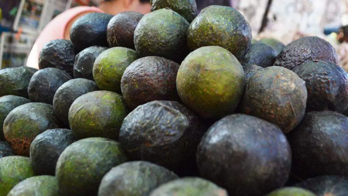 aguacate-morelense