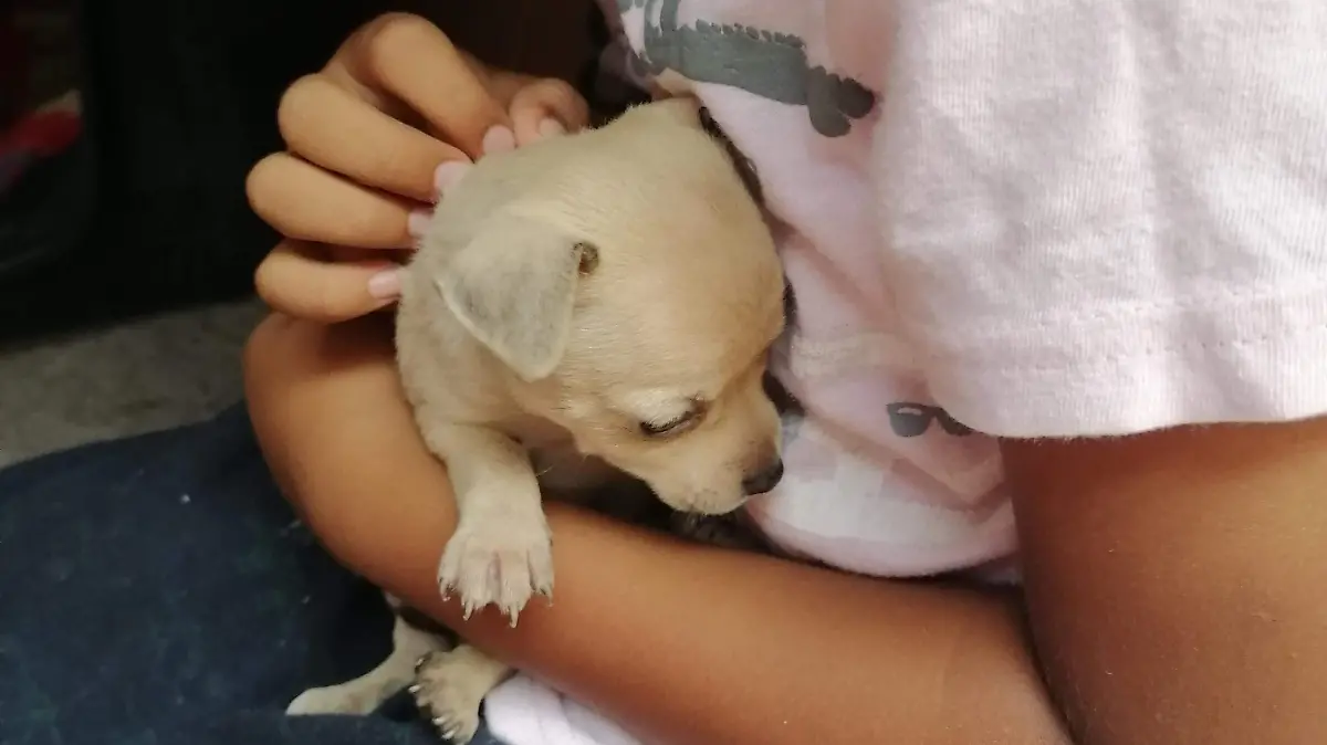 mascotas-navidad-cuautla