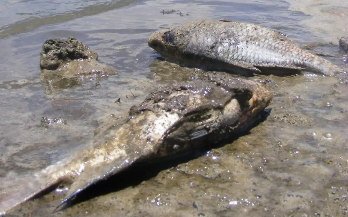 mojarras_tilapia