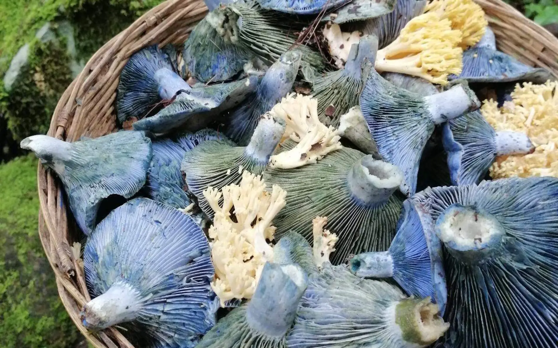 hongos-azules-santa-maría-