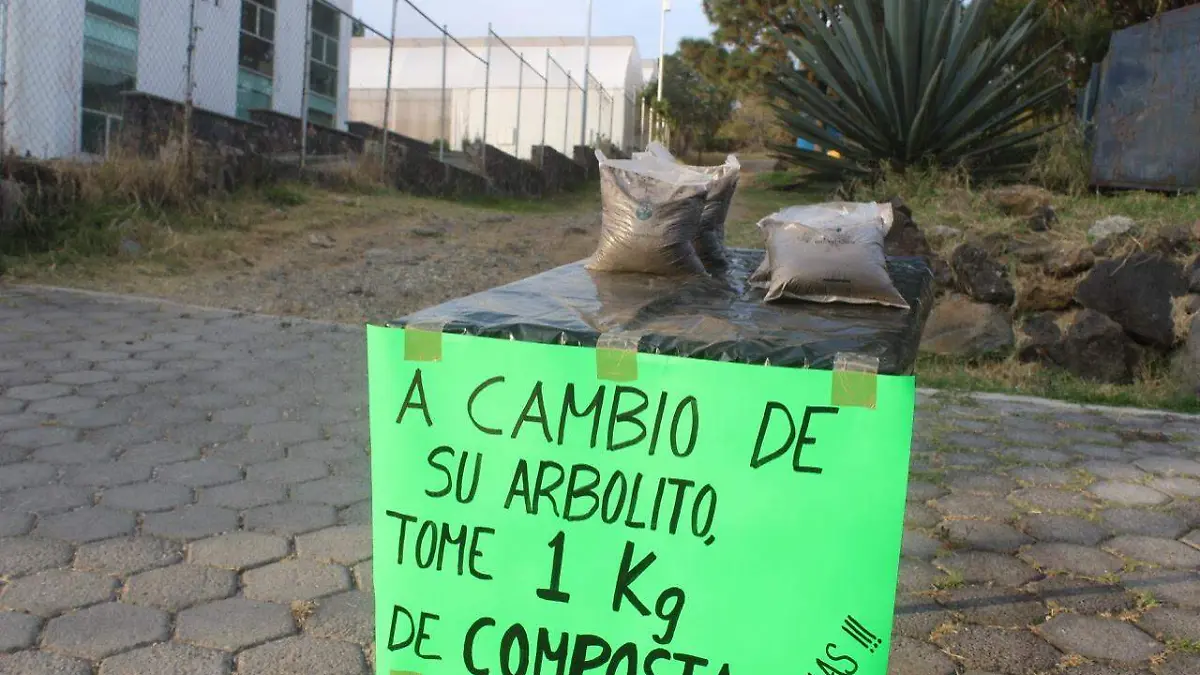 arbolito