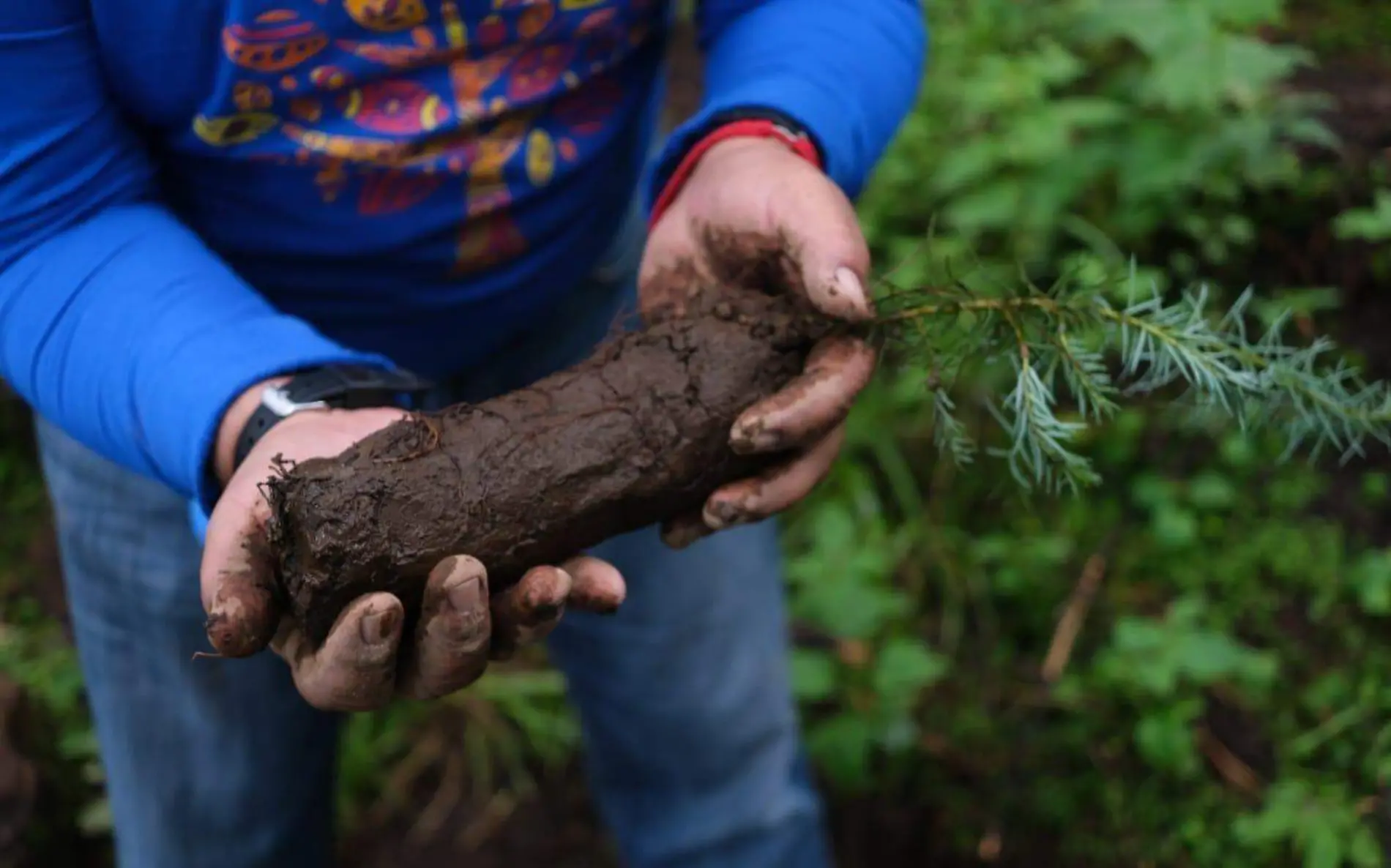 plantar-arboles-reforestacion