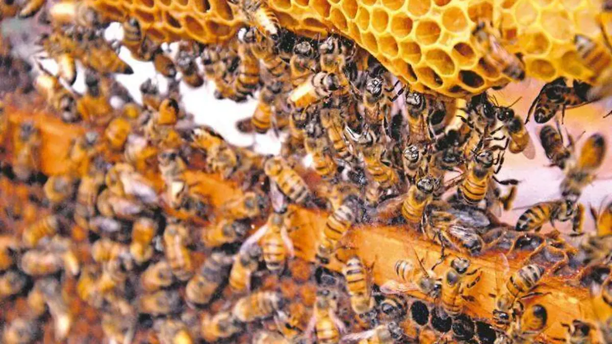 Abejas-miel-proteccion