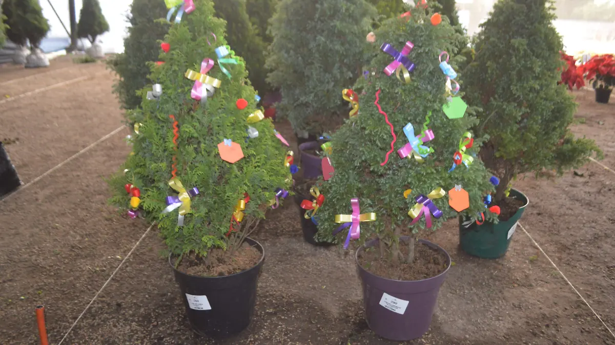 arbol-de-navidad-natural