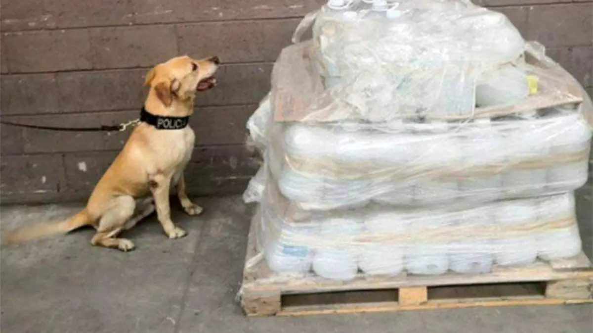 canino-droga1