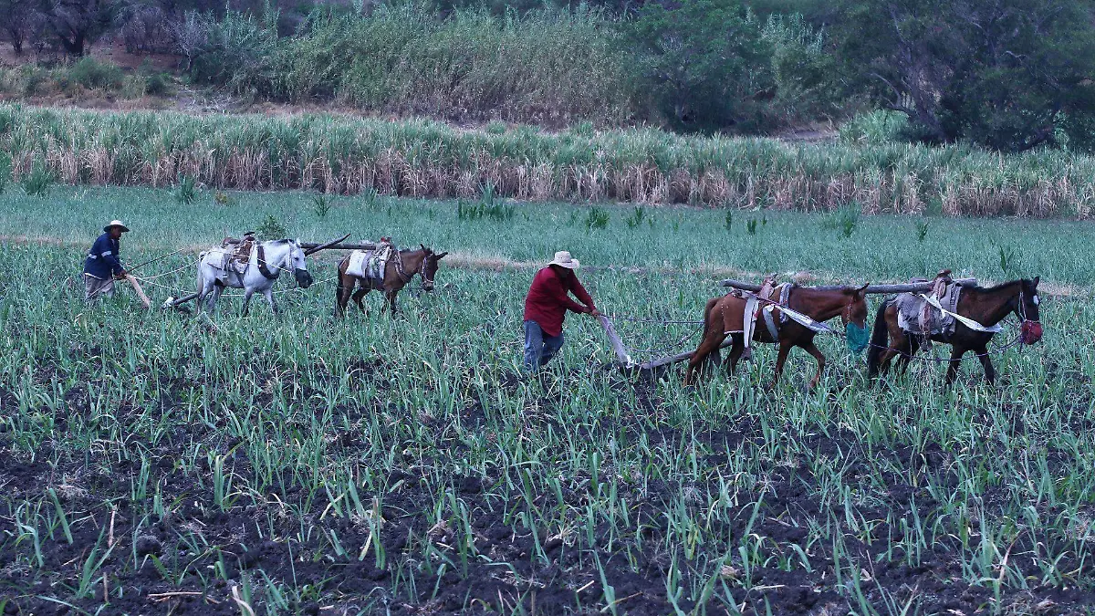 922429_Tlaquiltenango Campo Cañaveral Zafra_web