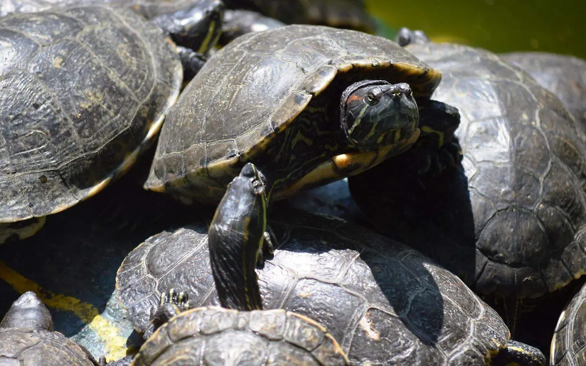 tortugas-cuautla-morelos