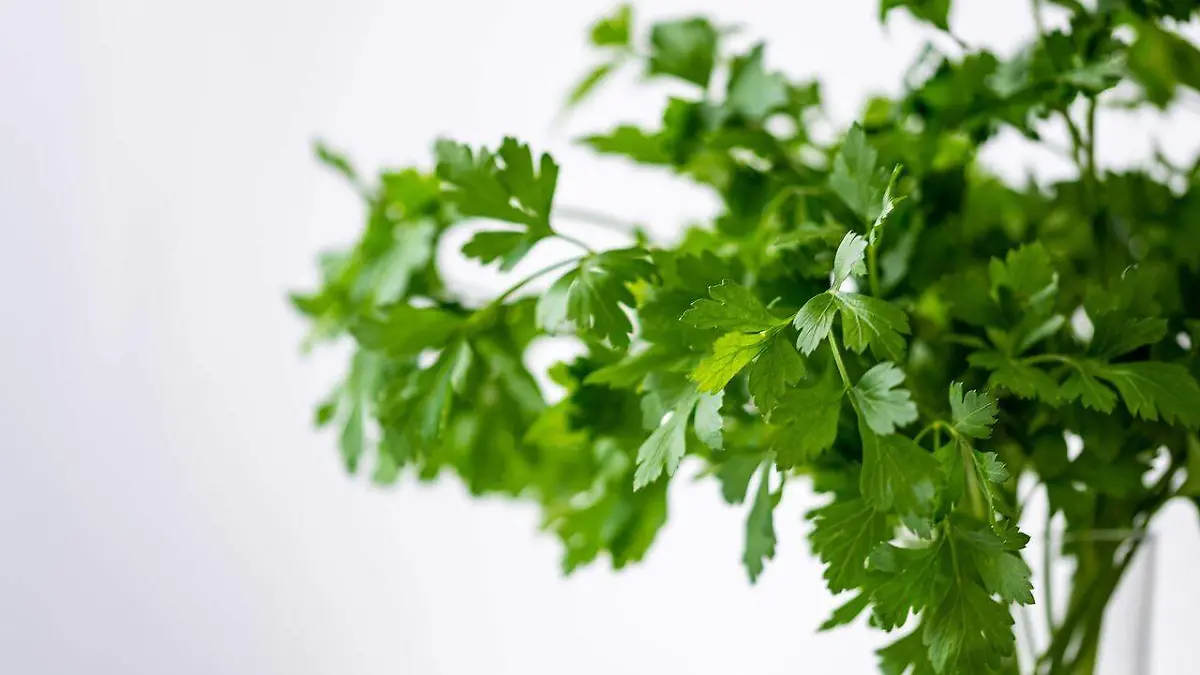 cilantro-ingrediente-de-cocina